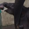 Lahir di Kala Pandemi, 10 Potret Lucu Bayi Gajah Bernama Covid yang Super Ngegemesin!