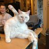 18 Potret Kucing Berpose Kocak Ini Bikin Kalian Terheran-Heran Melihatnya