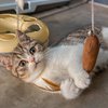 10 Potret Gempita Bareng Kucing Kesayangan, Siapa yang Paling Lucu?