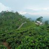 Tawarkan Pemandangan Menakjubkan, Ini 7 Wisata Kebun Teh yang Ada di Jawa Tengah