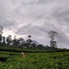 Tawarkan Pemandangan Menakjubkan, Ini 7 Wisata Kebun Teh yang Ada di Jawa Tengah