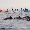 10 Perairan Terbaik di Indonesia yang Bisa Dijadikan Alternatif Liburan untuk Melihat Lumba-lumba