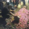 Meninggal Usai Kecelakaan, Ini 10 Potret Pemakaman Chacha Sherly di Jawa Timur
