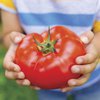 Punya Bentuk yang Beragam Ini 5 Jenis Tomat yang Sering Ditemui di Pasaran