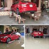 Kocak Banget, Berikut 6 Potret Selamatkan Kendaraan dari Banjir Ini Bikin Kalian Tepok Jidat