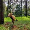Surganya Hewan Liar, Ini 9 Kebun Binatang Terbaik di Indonesia!