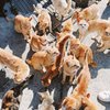 10 Potret Unik Aoshima, Pulau di Jepang yang Populasi Kucingnya Ngalahin Jumlah Warga!