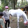8 Potret Rafathar Dapat Hadiah Kuda Putih, Langsung Didatangkan dari Belanda