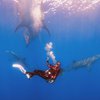10 Potret Seru Awkarin Diving Jelajah Lautan Indonesia, Ketemu Penyu Raksasa Sampai Hiu Paus