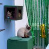 6 Momen Perayaan Ulang Tahun Kucing Salmafina Sunan yang Bernuansa Hijau