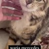7 Potret Wari Mercedes, Kucing Lucu Lucinta Luna yang Namanya Bikin Warganet Salfok