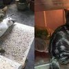 10 Potret Kocak Kucing Kepergok Lagi Mesra-mesraan, Bikin Ngakak Banget!