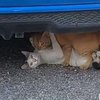 10 Potret Kocak Kucing Kepergok Lagi Mesra-mesraan, Bikin Ngakak Banget!