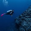 Seru Banget, Berikut 7 Potret Gisella Anastasia Diving Bareng Penyu Besar
