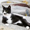 10 Potret Kelakuan Kucing Ini Gemesin Banget, Ada yang Santai Kayak di Pantai