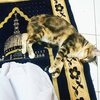 9 Kelakuan Kucing yang Jadi Bukti Kalau Mereka Adalah Majikan Sesungguhnya