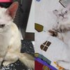 Ini 7 Potret Kucing Liar Sebelum vs Sesudah Diadopsi, Makin Glowing