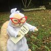 10 Tingkah Lucu Kucing saat Berpakaian, Ada yang Jadi Emak-Emak!
