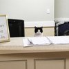 11 Potret Kelakuan Kucing yang Ikutan Bekerja Layaknya Manusia, Bikin Gemes Banget!