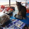 11 Potret Kelakuan Kucing yang Ikutan Bekerja Layaknya Manusia, Bikin Gemes Banget!