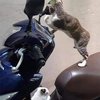 12 Potret Kucing dengan Tampilan Intimidatif, Bikin Warga Jadi Keder