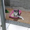 12 Potret Kucing dengan Tampilan Intimidatif, Bikin Warga Jadi Keder