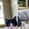 9 Potret Tingkah Lucu Kucing Bareng Majikannya, Bestie Banget!