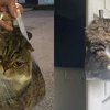 11 Potret Kucing Dimasukin Kantung Plastik, Pasrah Aja deh!