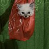 11 Potret Kucing Dimasukin Kantung Plastik, Pasrah Aja deh!