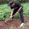 Jadi Petani, Ini 15 Potret Kebun Sayur Narji yang Cukup Luas Ditanami Terong Singkong Hingga Ubi Jalar