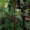 Bak di Tengah Hutan, Ini Potret Rumah Ahmad Dhani yang Terbengkalai dan Sudah Menyatu dengan Alam