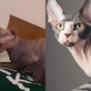 Potret Kucing Tanpa Bulu Milik Raditya Dika, Harganya Bikin Jantungan Setara dengan 1 Sapi