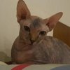 Potret Kucing Tanpa Bulu Milik Raditya Dika, Harganya Bikin Jantungan Setara dengan 1 Sapi