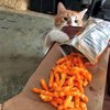 Diam Hobinya Tidur Bergerak Malah Bikin Sebel, Ini 10 Momen Kucing Ketahuan Curi Makanan