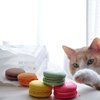 Diam Hobinya Tidur Bergerak Malah Bikin Sebel, Ini 10 Momen Kucing Ketahuan Curi Makanan