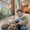 10 Potret Keluarga Zaskia Sungkar dan Irwansyah Liburan ke Bromo, Baby Ukkasya Terlihat Asyik Main Bareng Kelinci