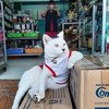 15 Potret Lucu Kucing Lagi Jualan, Jangan Berani Nawar Kalau Gak Mau Di-rawr!