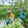 Deretan Pesona Nafa Urbach Blusukan ke Kebun Strawberry, Tampil Cantik Pakai Kebaya Kuning