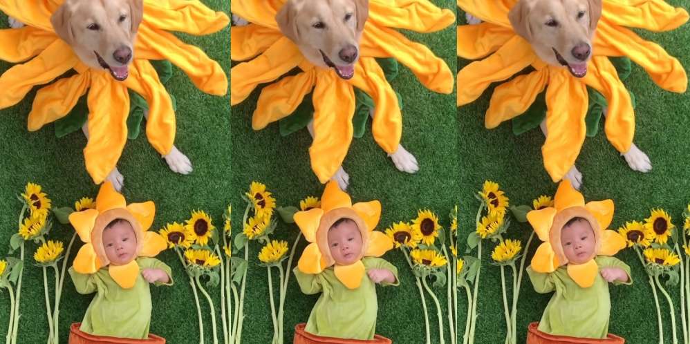 Bareng Anjing Tercinta, Ini Deretan Potret Baby Timo Anak Chef Arnold Cosplay Jadi Bunga Matahari