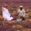 8 Potret Bunga-Bunga Lavender Liar Bermekaran di Gurun Arab Saudi, Wisatawan Auto Piknik
