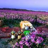 8 Potret Bunga-Bunga Lavender Liar Bermekaran di Gurun Arab Saudi, Wisatawan Auto Piknik
