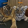 10 Potret Alshad Ahmad Bersama Dua Anak Harimau yang Baru Lahir, Gemesin Banget!