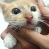 Deretan Potret Kucing Sumbing Kiriman Netizen, Kasian Tapi Bikin Gemes Juga!