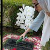 Deretan Potret Bunga Citra Lestari Rayakan Idul Adha di Makam Ashraf Sinclair, Tampil Cantik Bareng Noah