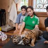 10 Potret Nagita Slavina Momong Anak Harimau Milik Alshad, Awalnya Takut Lama-lama Akrab