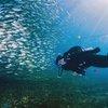 Prilly Latuconsina Nikmati Indahnya Alam Ternate dengan Diving, Perlihatkan Pemandangan Cantik Bawah Laut! 