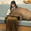 Menunggu Sebelum Cafe Buka, Ini Potret Marsha Timothy dan Sang Putri Akhirnya Bisa Main Bareng dengan Capybara! 