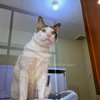 Pakai AC Sampai Punya Kasur Sendiri, Ini Potret Kamar Bobby Kertanegara Kucing Kesayangan Prabowo Subianto