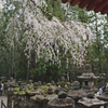 7 Foto-Foto Anya Geraldine Nikmati Musim Semi di Jepang dengan Main Sama Rusa, Gemas Banget!