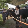 10 Foto Soimah dan Keluarga Kurban saat Idul Adha, Sapinya Jumbo Banget!